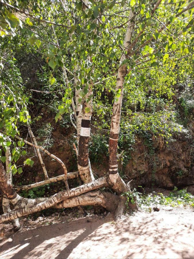 Зона Отдых Apachi В Горах Чимган Ξενοδοχείο Εξωτερικό φωτογραφία